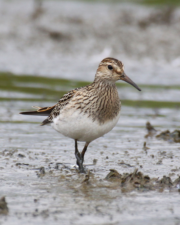 Pectoral Sandpiper, Sept 2009 (c Ian Robinson)